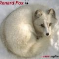 Portrait de le_renard_blanc