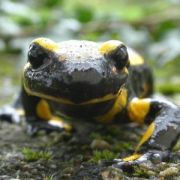 Portrait de La Salamandre