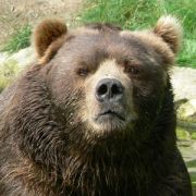 Portrait de Ours brun